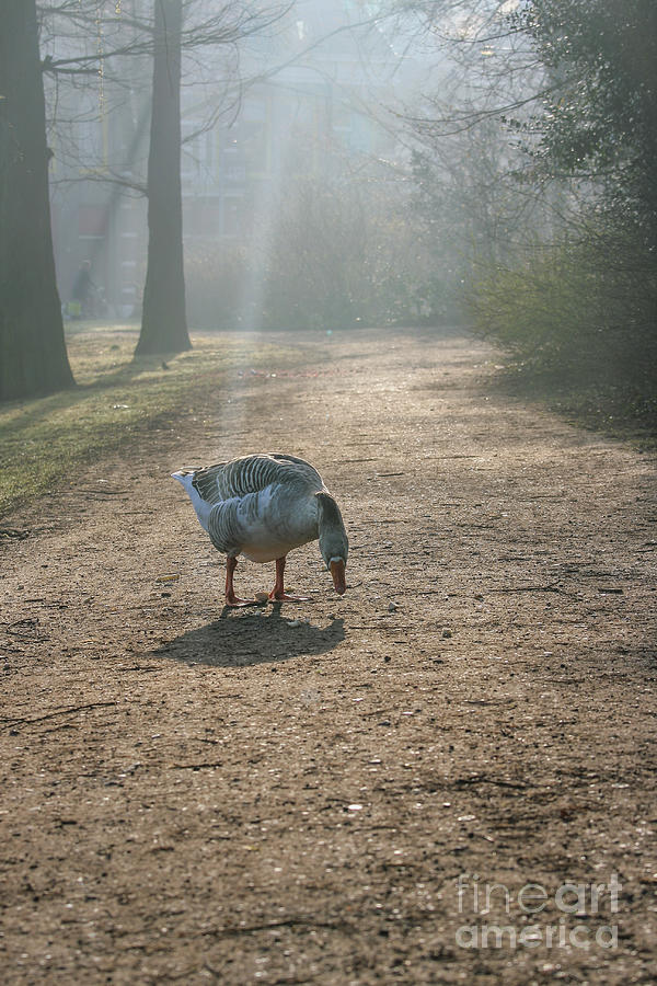 Goose in a foggy park Photograph by Patricia Hofmeester