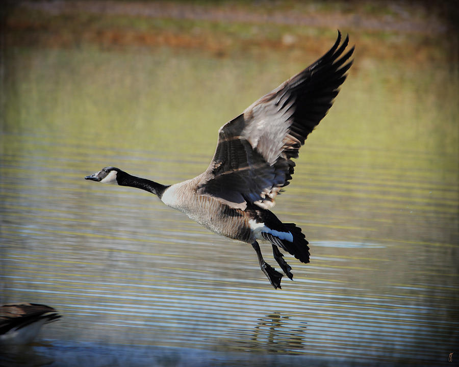 Geese Photograph - Goose in Flight 1 by Jai Johnson