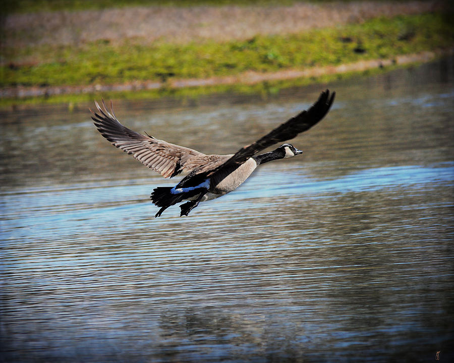 Geese Photograph - Goose in Flight 2 by Jai Johnson