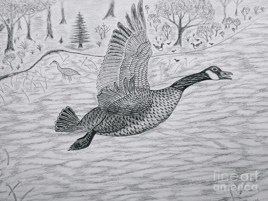 Land Scape Image Drawing - Goose in flight detail from Canadian Greetings by Gerald Strine