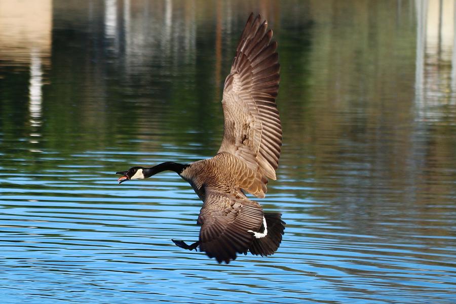 Goose in flight Photograph by Lynn Hopwood