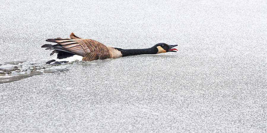 Goose in ice Photograph by Steven Ralser