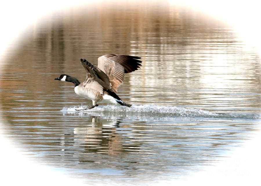 Goose Landing Photograph by Carol Groenen