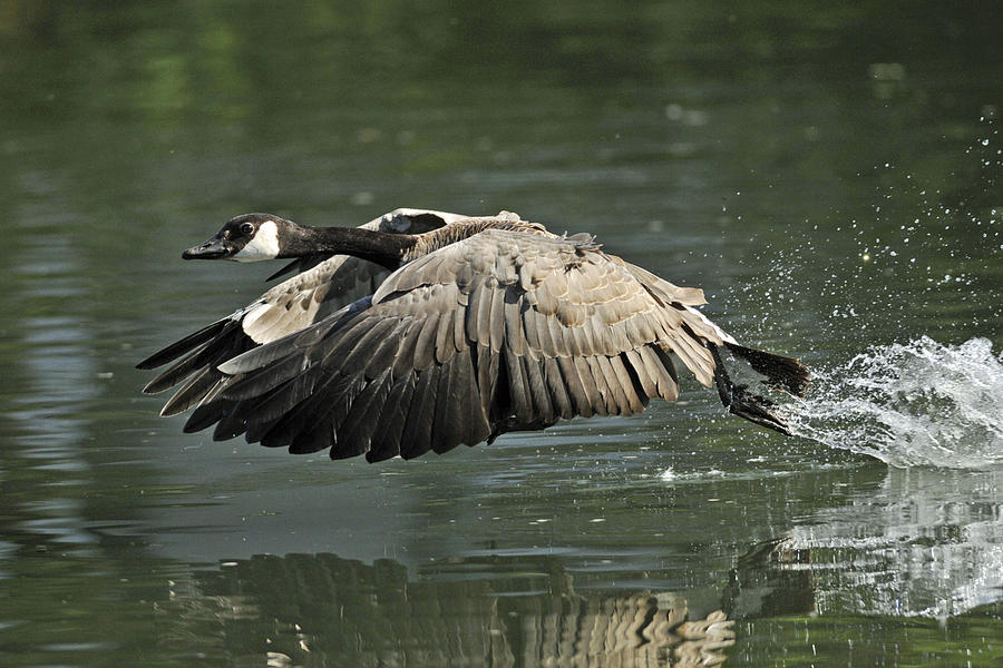 Geese Photograph - Goose Lift-Off by Kenneth Haley