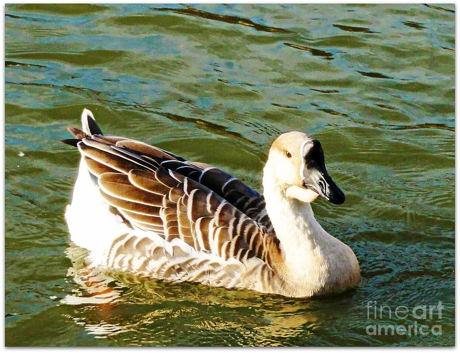 Goose Digital Art by Meagan Hoelzer - Fine Art America