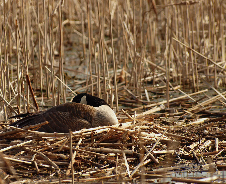 Goose Nesting Photograph by Thomas Young