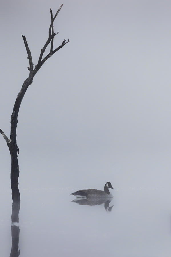 Goose Photograph - Goose Of The Fog by Bill Wakeley