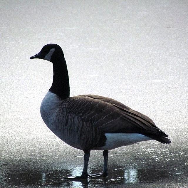 Goose Photograph - Goose On Frozen Lake by Nate Hart