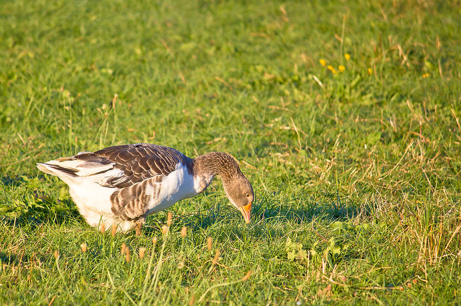 Goose on green farm meadow Photograph by Brch Photography