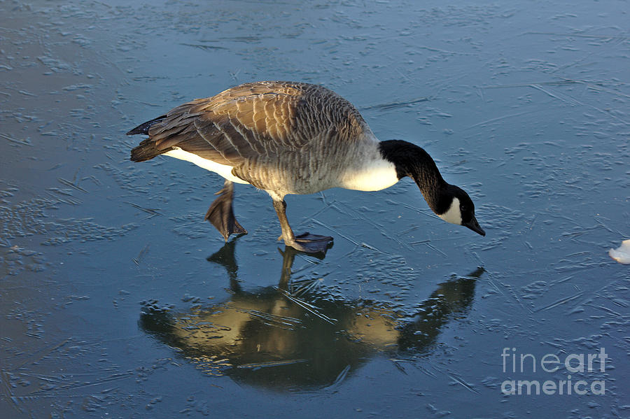 Goose on Ice Photograph by Jeremy Hayden