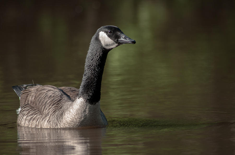 Goose On Pond Photograph by Len Romanick