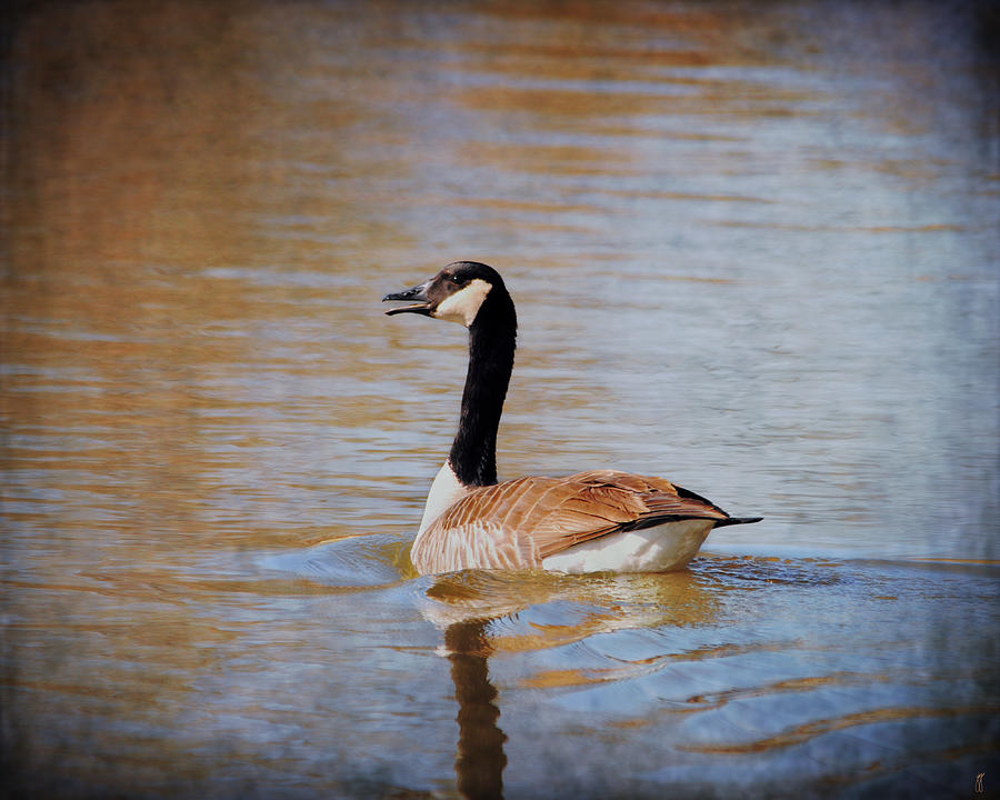 Goose on the Water Photograph by Jai Johnson