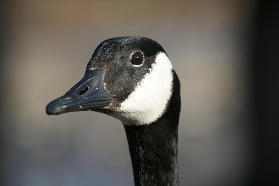 Goose Portrait Photograph by Allan Morrison