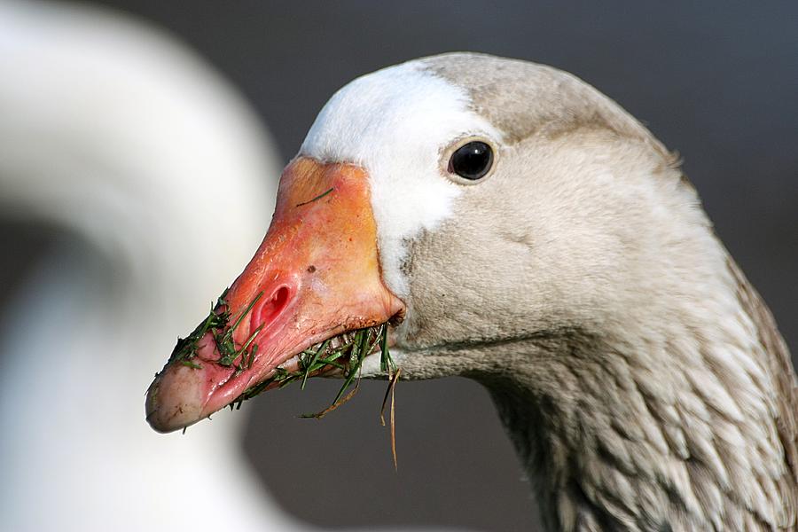 Goose Portrait Photograph by Jeremy Hayden
