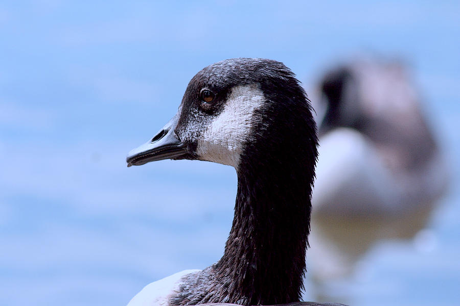 Goose Portrait Photograph by Lesa Fine