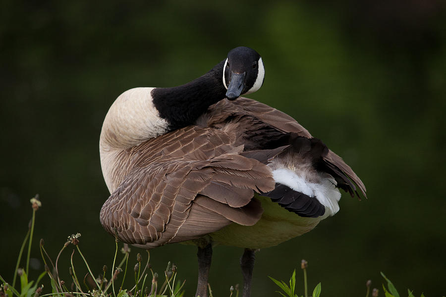 Goose Pose Photograph by Karol Livote