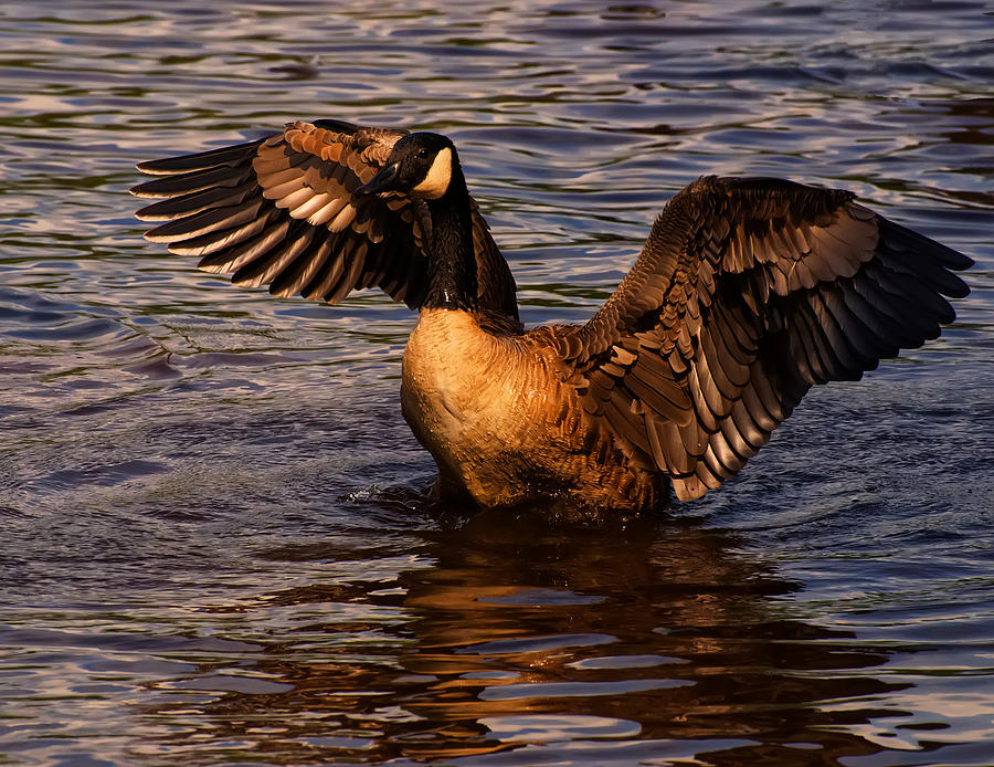 Goose Preparing For Flight Photograph by Flees Photos