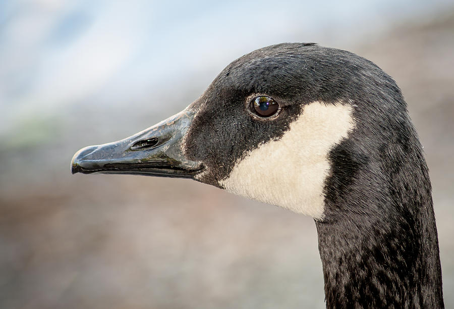 Goose Profile Photograph by Len Romanick