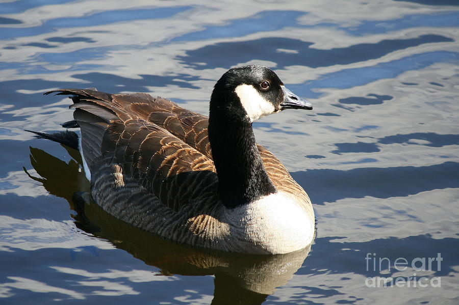 Goose Reflections  Photograph by Neal Eslinger