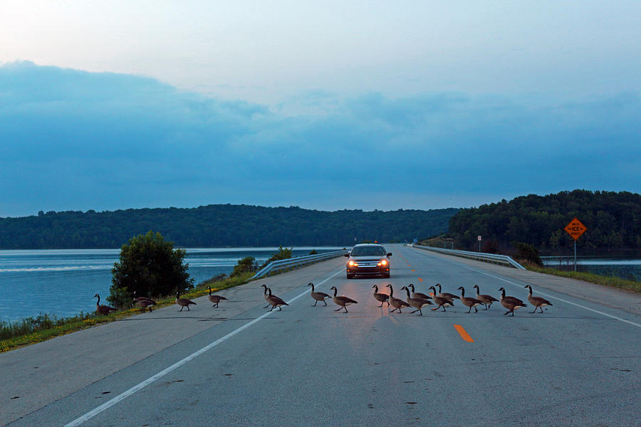 Goose Rush Hour Photograph by Lorna Rose Marie Mills DBA  Lorna Rogers Photography