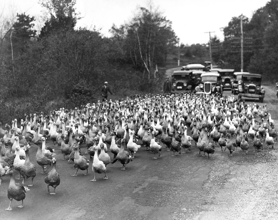 Goose Rush Hour On Rural Road Photograph by Underwood Archives