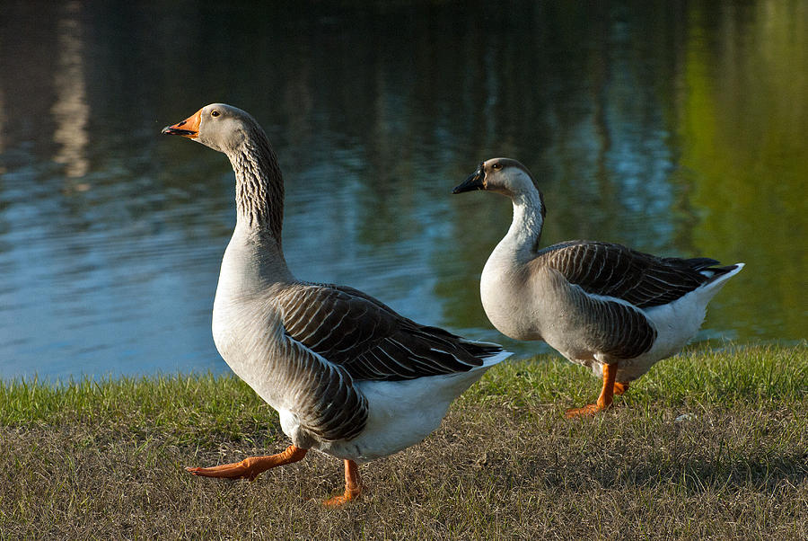 Goose Stepping Photograph by Edward Printz