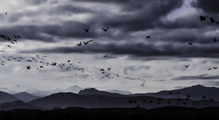 Goose - Swarm-mtnp1 Photograph by Rae Ann  M Garrett
