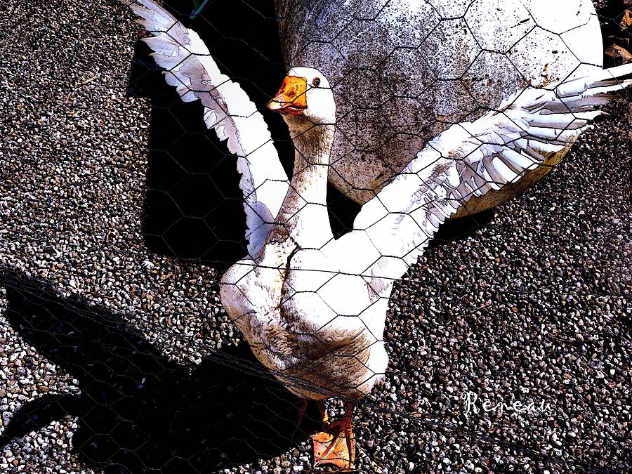 GOOSE THAT LAID the GOLDEN EGG Photograph by A L Sadie Reneau