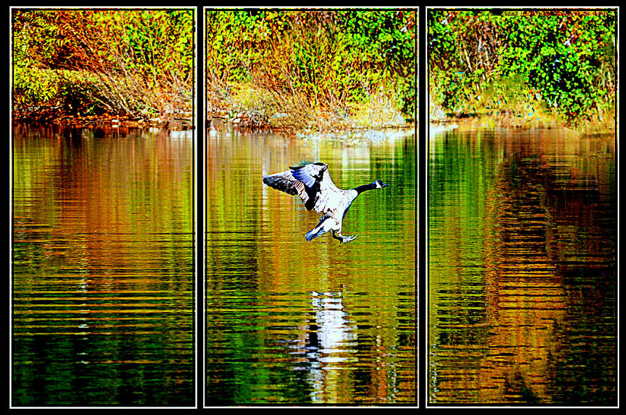 Goose Triptych...... Photograph by Tanya Tanski