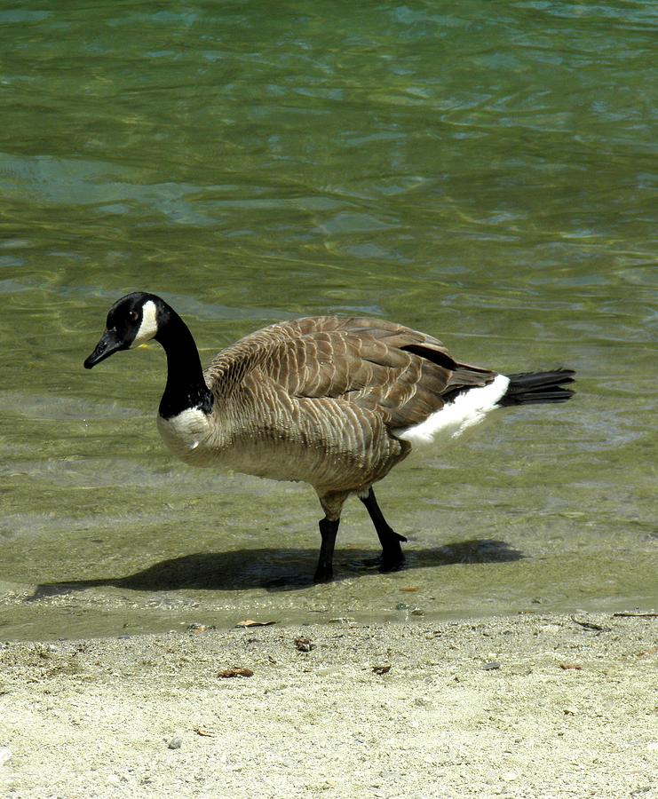 goose that walks on your screen