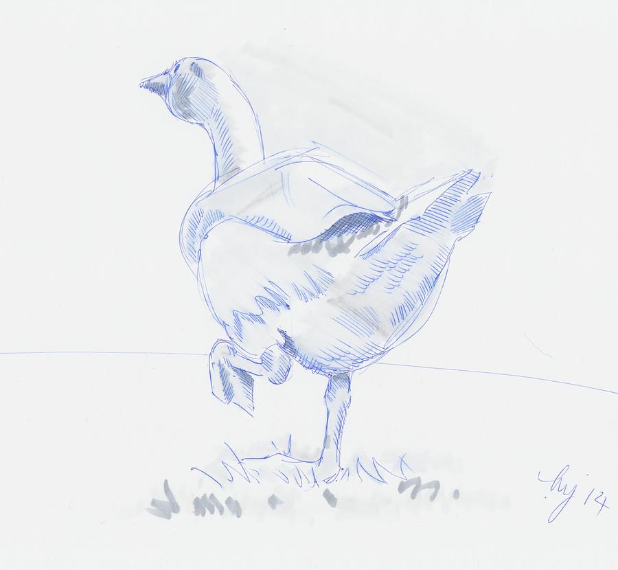 Goose Walking Drawing by Mike Jory