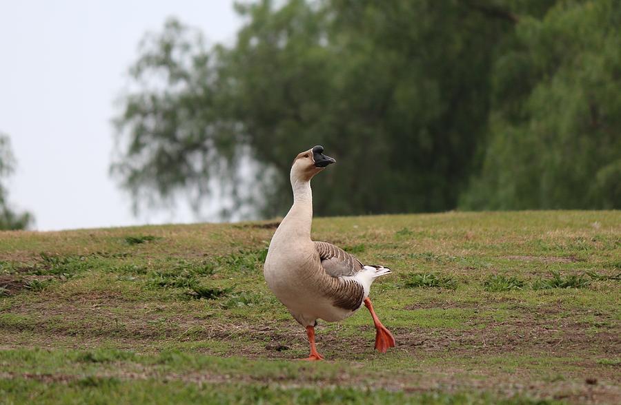 Goose with Attitude  Photograph by Christy Pooschke
