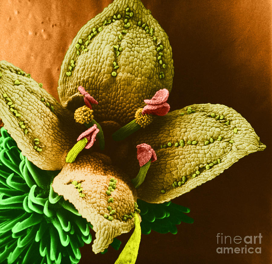 Goosegrass Flower Sem Photograph by Biophoto Associates