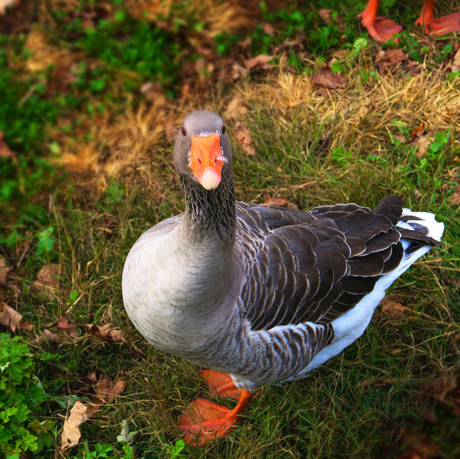 Goosey Goose Photograph by Alice Gipson