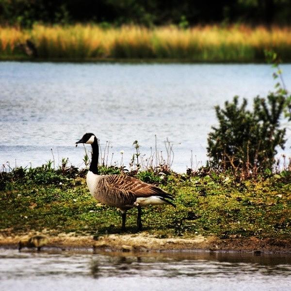 Nature Photograph - Goosing Around On The Lake by Karie-ann Cooper