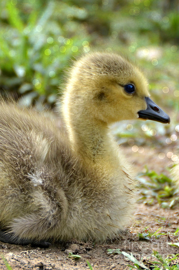 Gosling Photograph by Lila Fisher-Wenzel