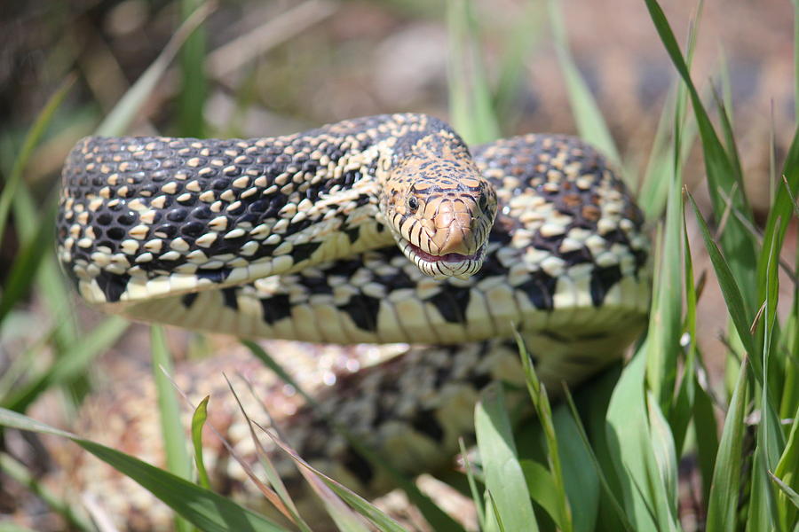 Gopher Snake Mimic Photograph by Trent Mallett