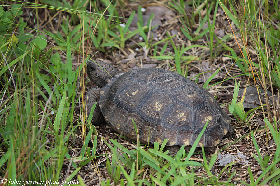 Gopher Tortiose Photograph by John Garrison - Fine Art America