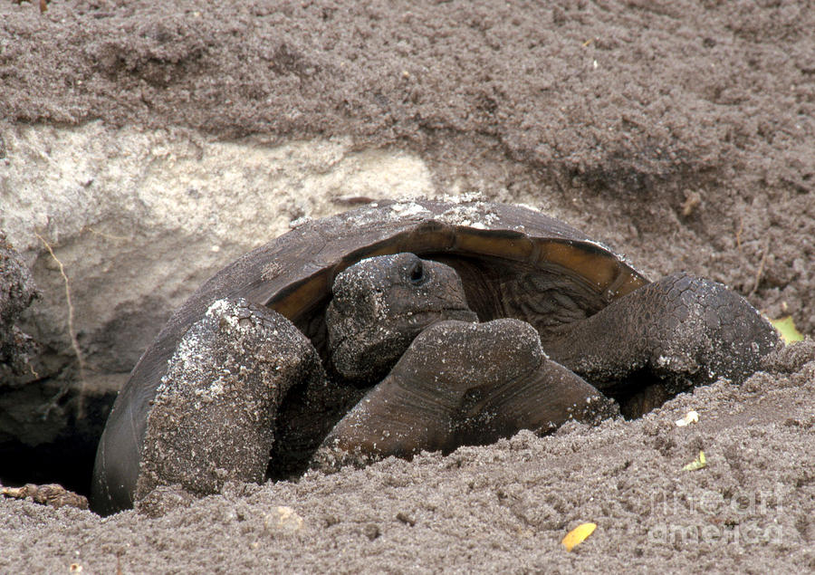 Gopher Tortoise Photograph by David Davis