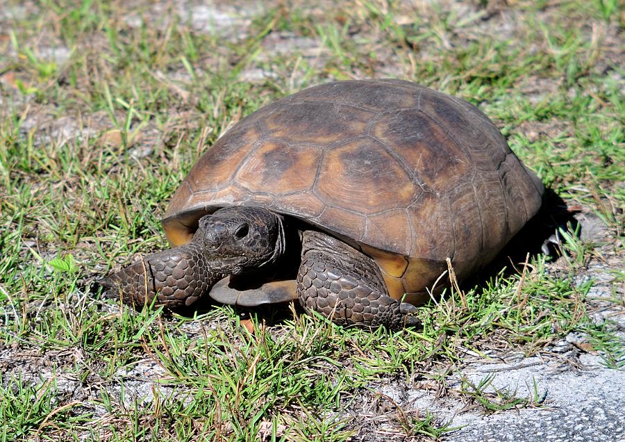 Gopher Tortoise Photograph by Dennis Stanton | Fine Art America