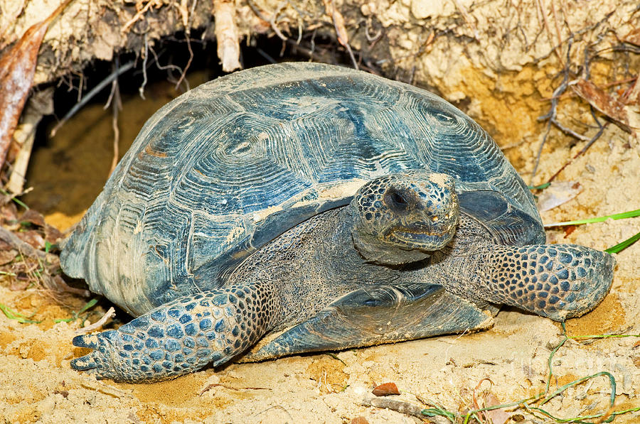 Gopher Tortoise In Burrow Photograph by Millard H. Sharp