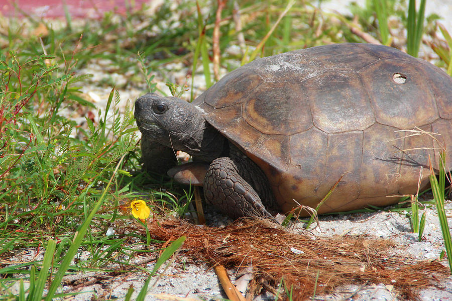 Gopher Tortoise Photograph by Max Adams | Fine Art America