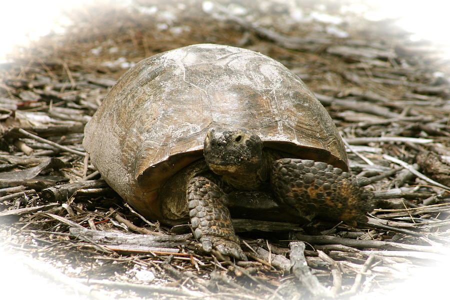 Gopher Tortoise Photograph by Melinda Saminski