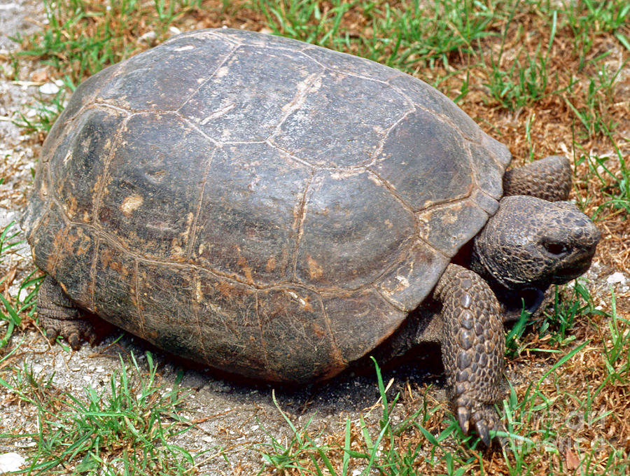 Gopher Tortoise Photograph by Millard H. Sharp | Fine Art America