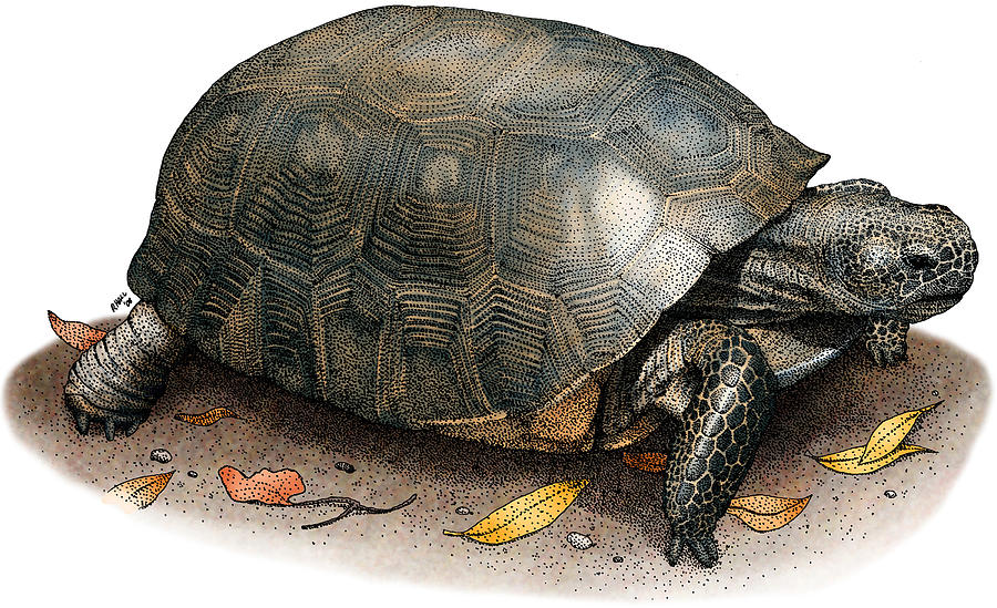 Gopher Tortoise Photograph by Roger Hall