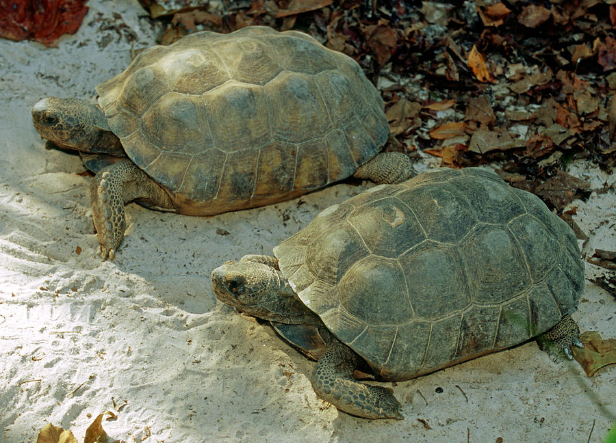 Gopher Tortoises Photograph by Millard H. Sharp - Fine Art America