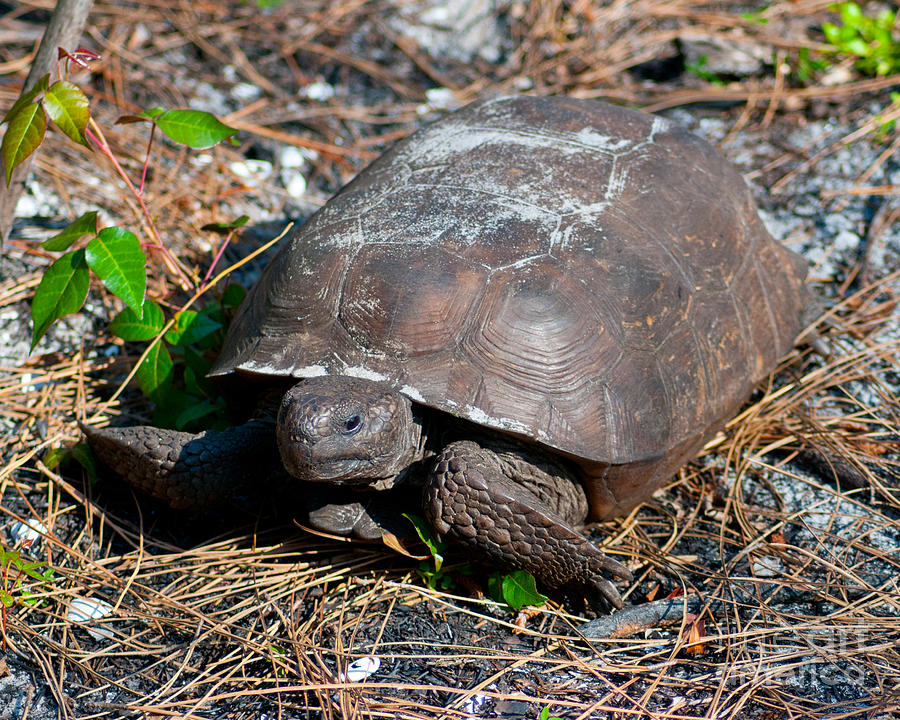 Gopher Turtle Photograph by Stephen Whalen - Pixels