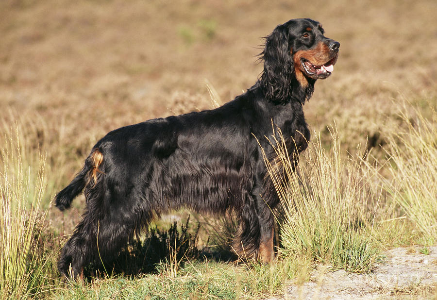 Gordon Setter Dog Photograph by John Daniels - Fine Art America