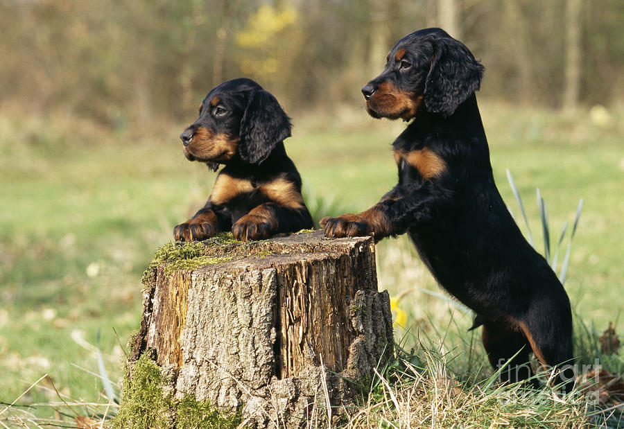Gordon Setter Puppy Dogs Photograph by John Daniels