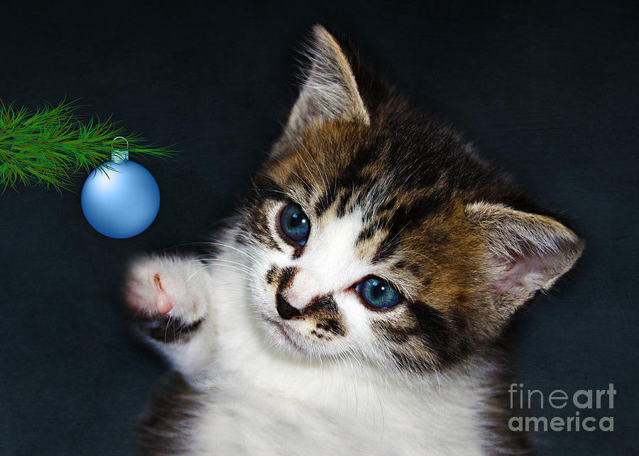 Christmas Photograph - Gorgeous Christmas Kitten by Terri Waters